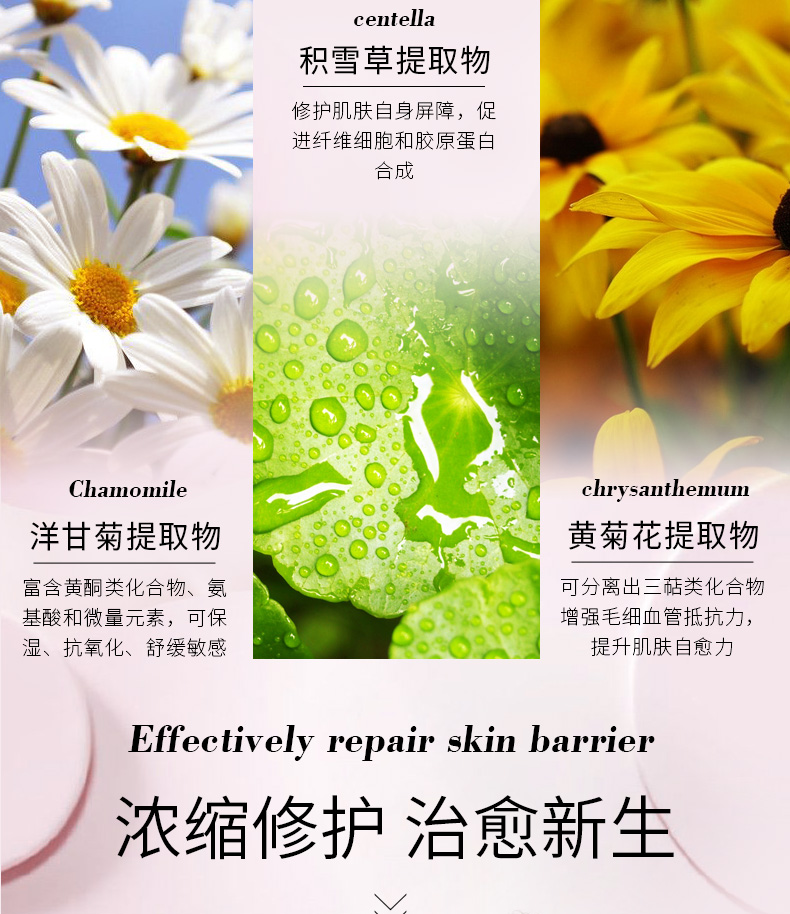 1改_01洋甘菊_04.jpg