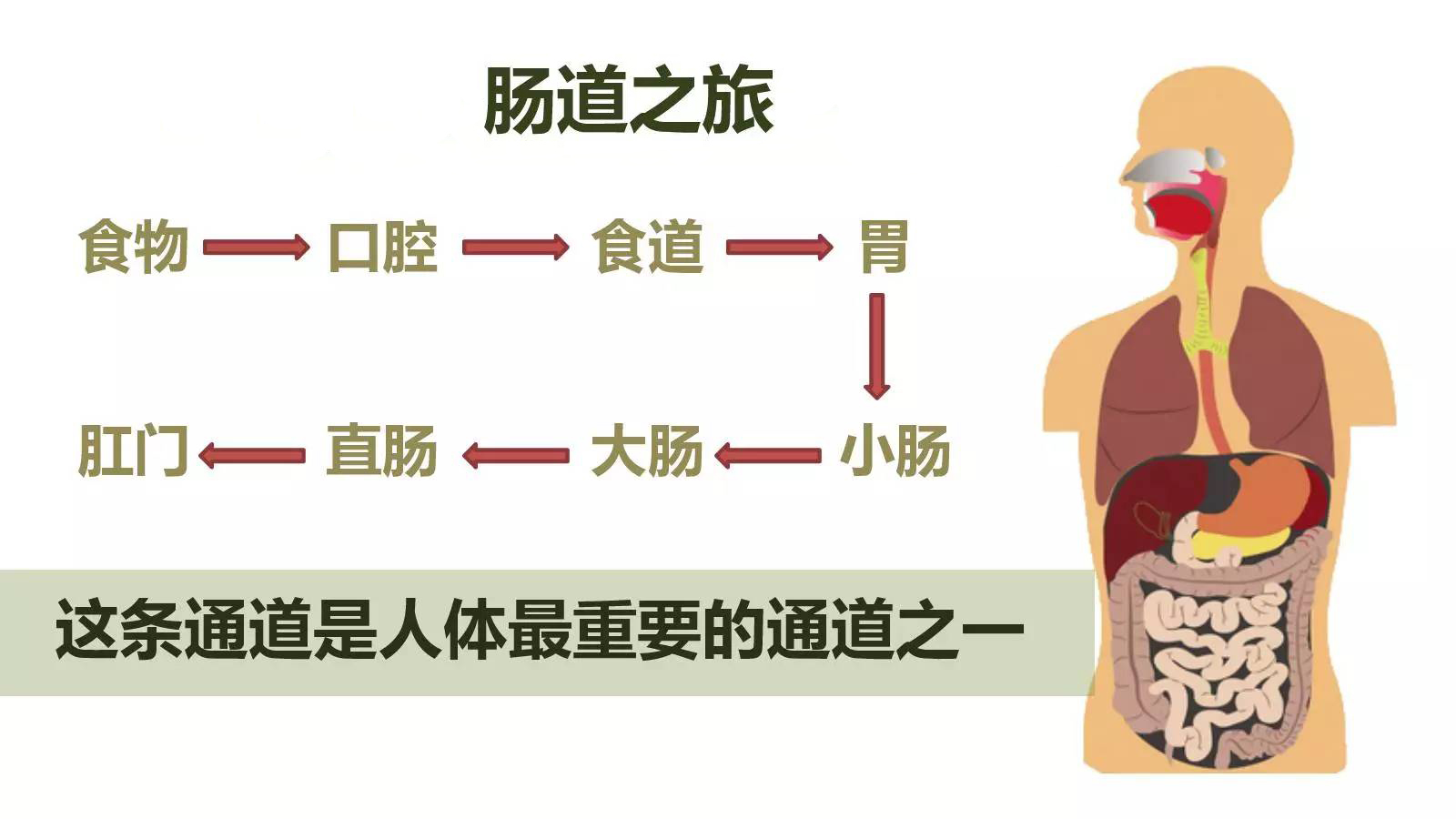 兰希黎，您身边的植物